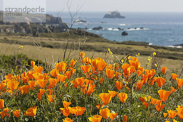 Kalifornischer Mohn (Eschscholzia Californica) blüht entlang der Küste; Kalifornien  Vereinigte Staaten von Amerika