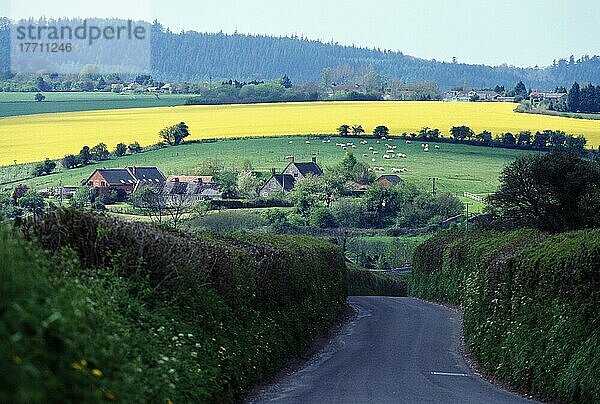 Gelbes Rapsfeld und Häuser an der Landstraße