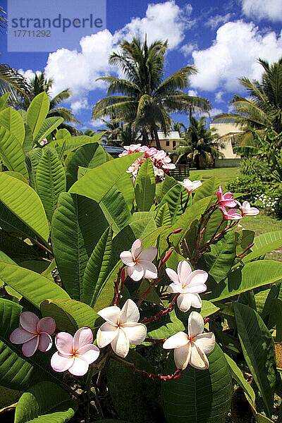 Blumen sind überall auf der Paradiesinsel Rarotonga  Cookinseln Copyright Michelle Dry / Axiom
