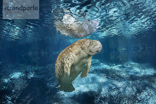 Die vom Aussterben bedrohte Florida-Seekuh (Trichechus manatus latirostris) an der Three Sisters Spring in Crystal River  Florida. Die Florida-Seekuh ist eine Unterart der Westindischen Seekuh; Florida  Vereinigte Staaten von Amerika