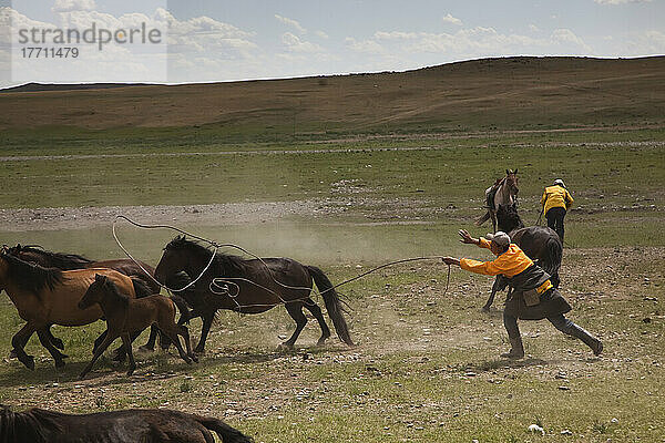 Ein mongolischer Reiter lässt ein Pferd in der Steppe los.