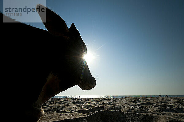 Silhouette einer Kuh am Strand; Vagator  Goa  Indien