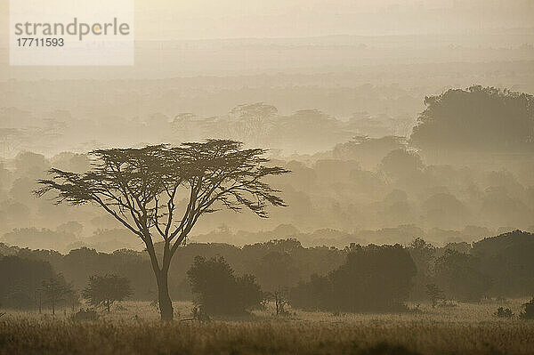 Akazienbaum in der Morgendämmerung  Ol Pejeta Conservancy; Kenia