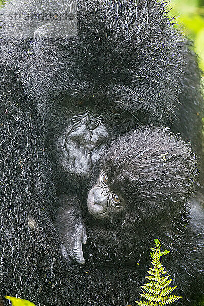 Porträt einer Familie des Östlichen Gorillas (Gorilla beringei)  Mutter hält und umarmt ihr Kind im Dschungel; Ruanda  Afrika
