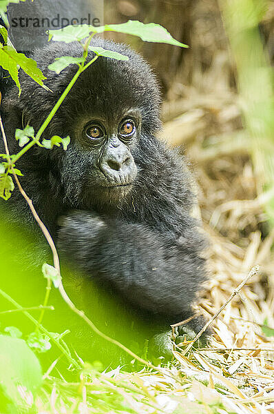 Porträt eines jungen Östlichen Gorillas (Gorilla beringei)  der aus dem Waldboden im Dschungel herausschaut; Ruanda  Afrika