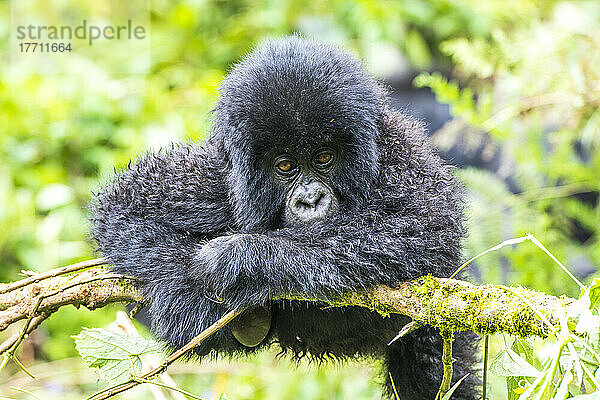 Porträt eines jungen Östlichen Gorillas (Gorilla beringei)  der sich auf einem Ast im Dschungel ausruht; Ruanda  Afrika