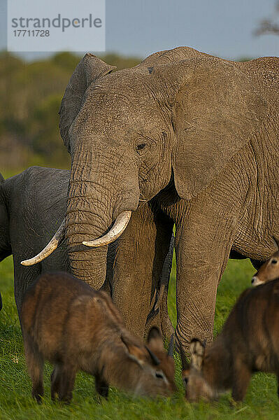 Wasserbock vor einem Elefanten  Ol Pejeta Conservancy; Kenia