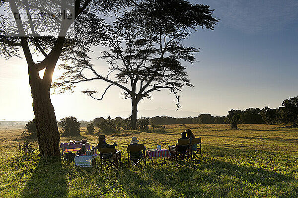Buschfrühstück unter einem großen Akazienbaum  Ol Pejeta Conservancy; Kenia