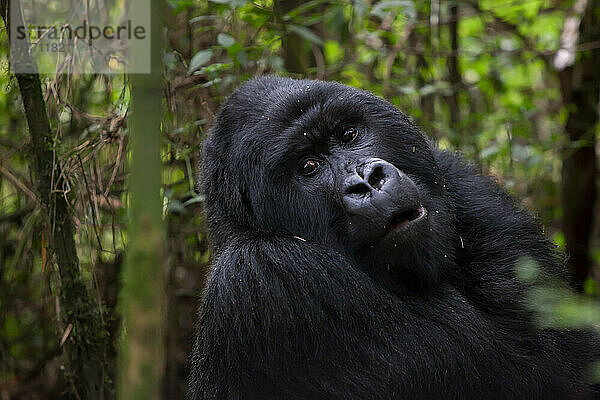 Ein erwachsener Berggorilla  Gorilla gorilla beringei  ruht sich im Wald aus; Parc des Volcans  Ruanda
