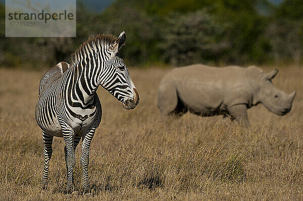 Grevys Zebra und Südliches Breitmaulnashorn im speziellen Nashorngehege  Ol Pejeta Conservancy; Kenia