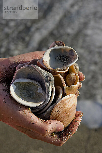 Muscheln Handvoll