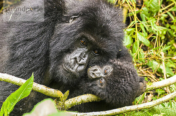 Porträt eines weiblichen Berggorillas und seines Babys  Gorilla gorilla beringei.