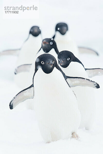 Adeliepinguine (Pygoscelis adeliae) laufen in einer Reihe durch den Schnee auf einem Eisstrom im Antarktischen Sund; Antarktis