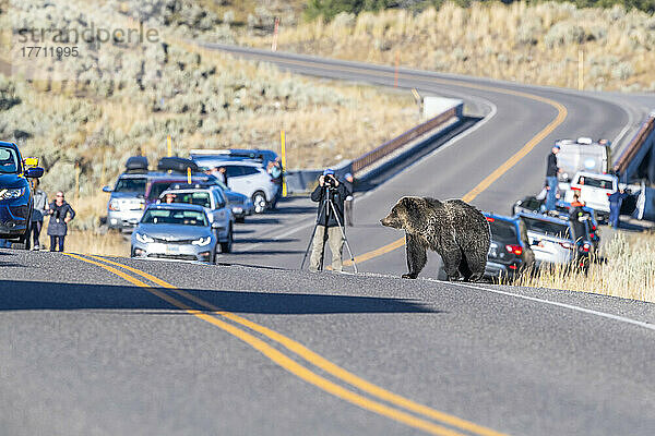 Braunbär (Ursus arctos)  der am Straßenrand steht und die Touristen betrachtet  die ihre Autos angehalten haben  um Fotos im Yellowstone National Park zu machen; Wyoming  Vereinigte Staaten von Amerika