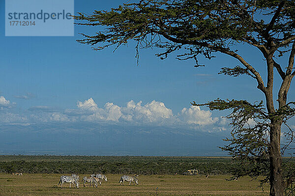 Zebra auf grasbewachsener Ebene mit 4x4 und Mt. Kenia im Hintergrund  Ol Pejeta Conservancy; Kenia