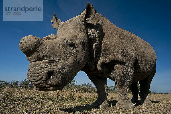 Nördliches Breitmaulnashorn in besonderem Gehege  Ol Pejeta Conservancy; Kenia