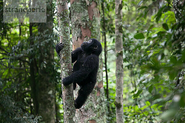Ein junger Gorilla klettert auf einen Baum im undurchdringlichen Wald; Bwindi Impenetrable National Park  Uganda