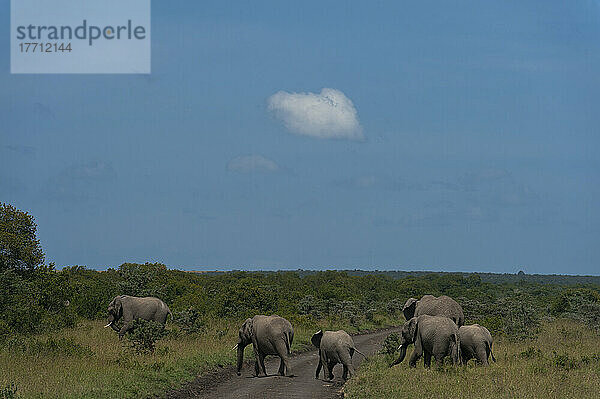 Elefanten  die die Straße überqueren  Ol Pejeta Conservancy; Kenia