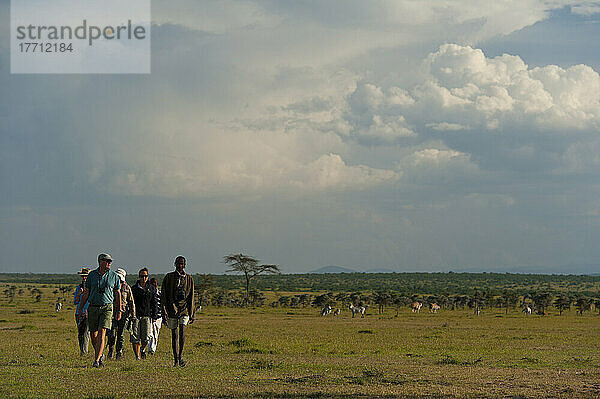 Menschen auf Wandersafari mit Zebra und Eland im Hintergrund  Ol Pejeta Conservancy; Kenia