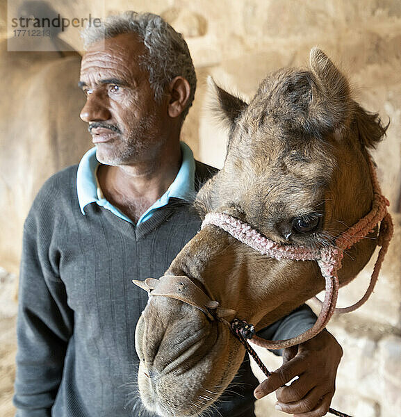 Mann mit Kamel in den Ställen des Ahhichatragarh Forts; Nagaur  Rajasthan  Indien