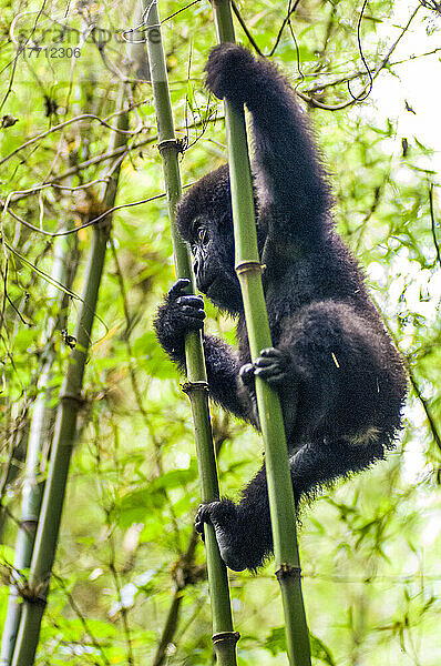 Östliches Gorillakind (Gorilla beringei)  das sich mit beiden Händen und Füßen an einem Bambusbaum (Bambusoideae) im Dschungel festhält; Ruanda  Afrika