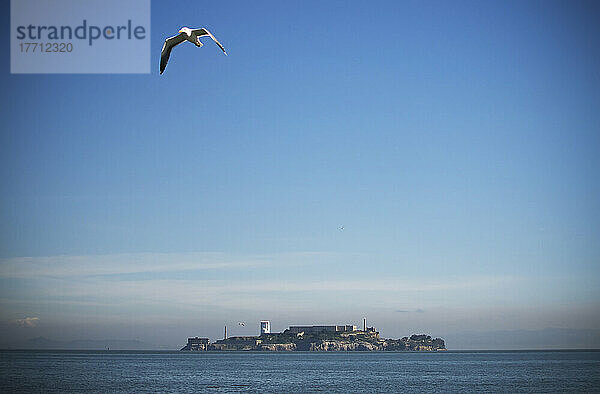 Eine Möwe nimmt Flug über San Francisco Bay mit Alcatraz Insel im Hintergrund; San Francisco  Kalifornien  Vereinigte Staaten von Amerika