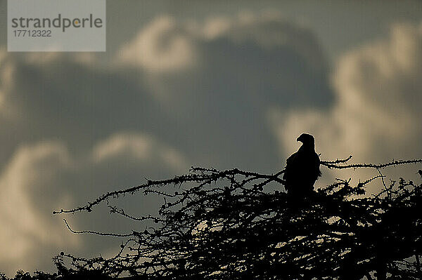 Silhouette des Steppenadlers (Aquila Nipalensis) auf der Spitze eines Baumes mit Abendwolken dahinter  Ol Pejeta Conservancy; Kenia
