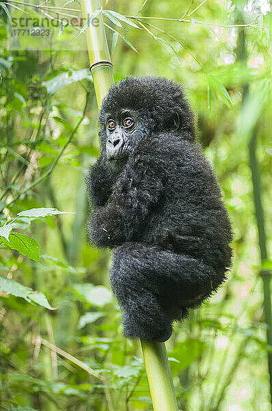 Porträt eines jungen Östlichen Gorillas (Gorilla beringei)  der sich an einem Bambusbaum (Bambusoideae) im Dschungel festhält; Ruanda  Afrika