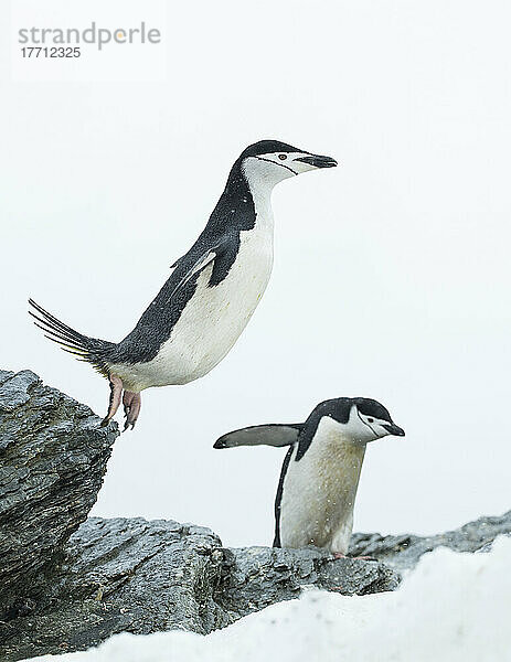 Zügelpinguin (Pygoscelis antarcticus) springt von der Spitze eines Felsens  während ein anderer Pinguin nach unten schaut; Südliche Orkney-Inseln  Antarktis