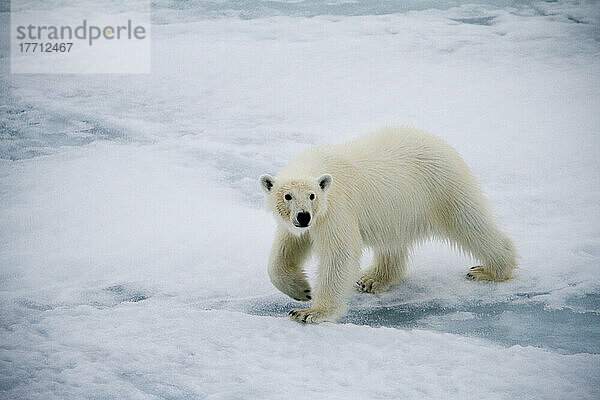 Eisbär auf dem Meereis in der Baffin Bay an der Westküste von Grönland.