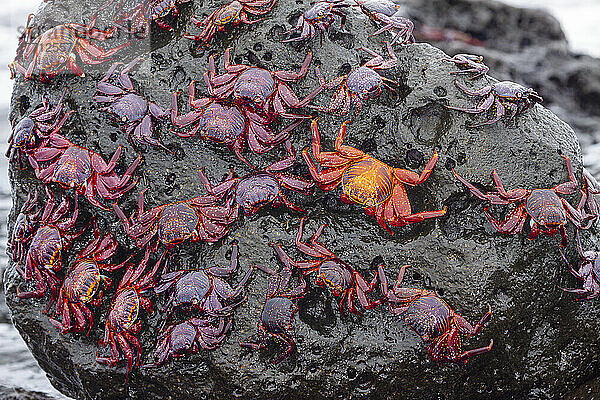 Sally-Lightfoot-Krabben (Graspus graspus) bedecken einen Felsblock auf der Suche nach Algen  die sie in dieser Gezeitenzone fressen; Santa Cruz Island  Galapagos-Inseln  Ecuador