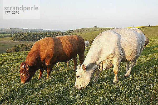 Kühe und ein Stier auf einem Feld in der typisch englischen Landschaft mit sanften Hügeln in der Nähe von Wingreen Hill  dem höchsten Punkt in Dorset; England