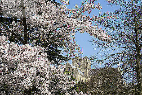 Ansicht der Kathedrale von Winchester mit Frühlingsblüten an den Bäumen; Winchester  Hampshire  England