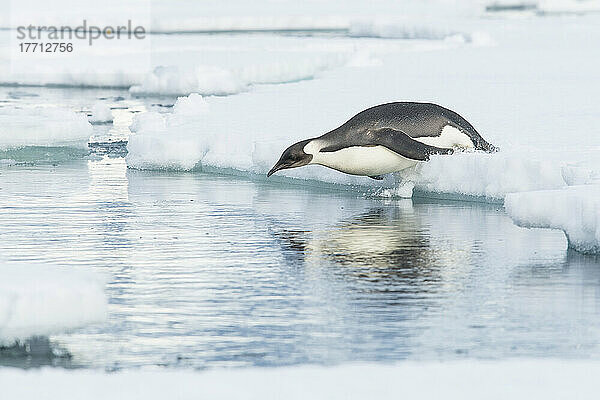 Junger Kaiserpinguin (Aptenodytes forsteri) taucht vom Packeis ab; Antarktis