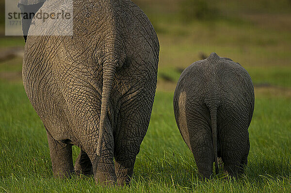 Mutter und Baby-Elefant  Ol Pejeta Conservancy; Kenia