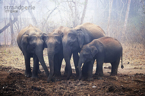 Elefanten im Nagarhole-Nationalpark; Karnataka  Indien