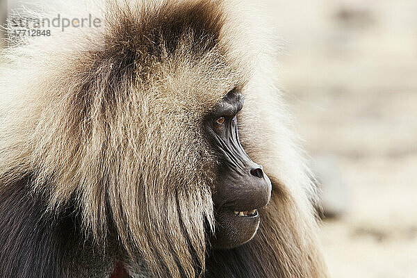 Gelada-Pavian (Theropithecus Gelada) in den Simien-Bergen; Äthiopien