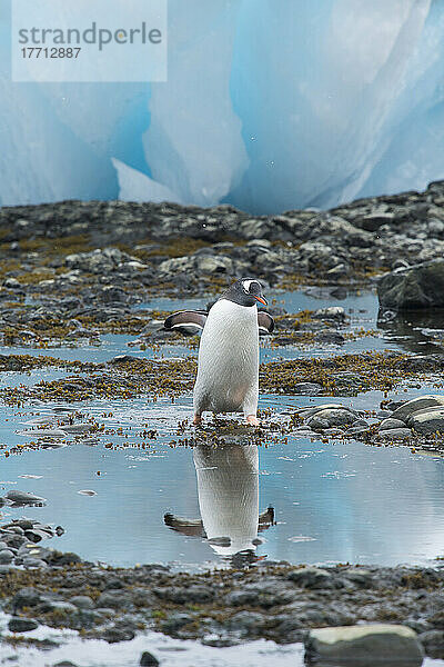 Eselspinguin (Pygoscelis papua) beim Spaziergang an der felsigen Küste inmitten großer blauer Eisblöcke; Antarktis