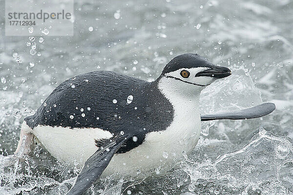 Zügelpinguin (Pygoscelis antarcticus) spritzt beim Landgang; Süd-Orkney-Inseln  Antarktis