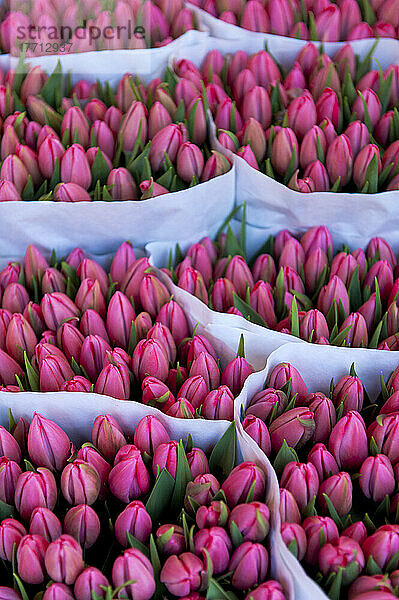 Große Tulpensträuße zum Verkauf auf dem Blumenmarkt  Amsterdam  Holland.