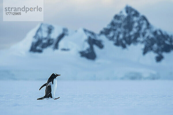 Eselspinguin (Pygoscelis papua) läuft über das Eis in der Wilhelmina Bay; Antarktis