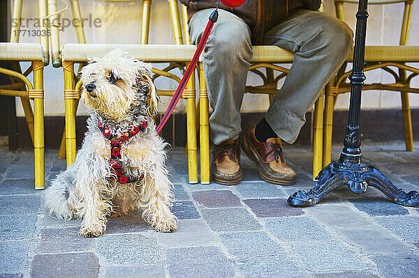 Ein Hund sitzt mit seinem Besitzer am Rande einer Straße und beobachtet ihn; Paris  Frankreich