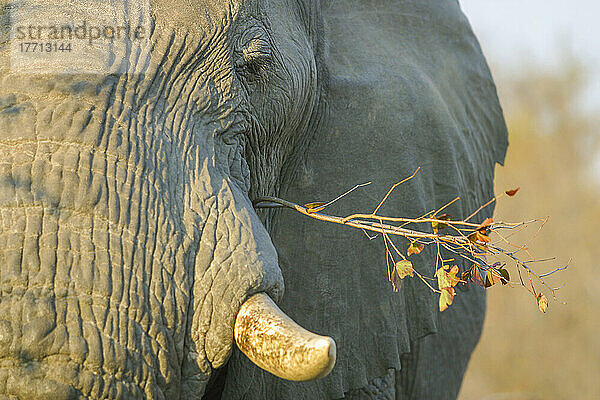 Ein afrikanischer Elefant (Loxodonta africana) genießt einen Ast im Timbavati Private Nature Reserve; Südafrika