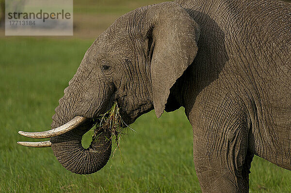 Elefant frisst Gras  Ol Pejeta Conservancy; Kenia