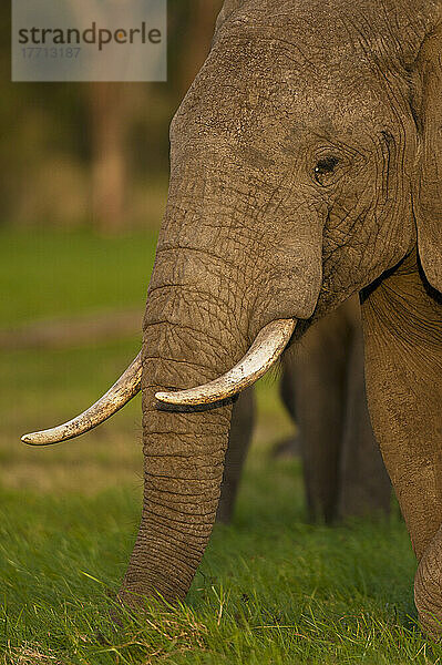 Elefant frisst Gras  Ol Pejeta Conservancy; Kenia