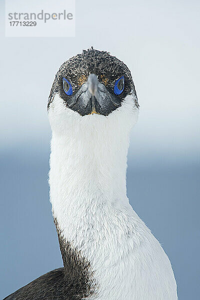 Nahaufnahme einer Blauaugenscharbe (Phalacrocorax atriceps); Trinity Island  Antarktis