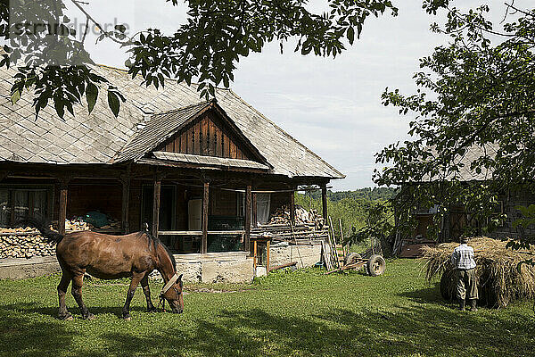 Traditionelles Holzhaus mit Pferd und Bauer  der Heu von einem Wagen ablädt  Dorf Breb; Kreis Maramures  Siebenbürgen  Rumänien