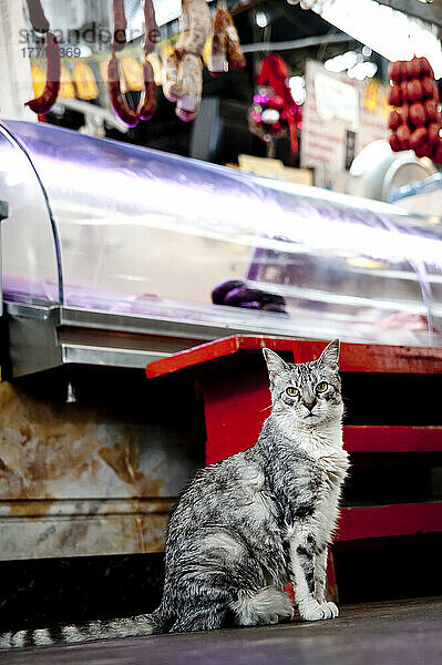 Katze vor einem Metzger im Mercado De San Telmo  San Telmo  Buenos Aires  Argentinien