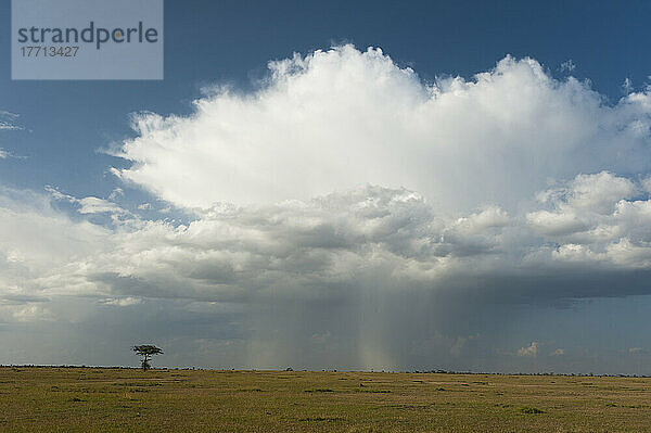 Sturmwolke und Akazienbaum  Ol Pejeta Conservancy; Kenia