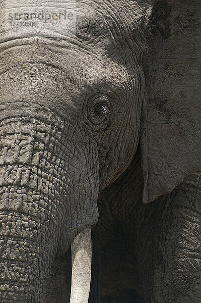Detail eines Elefanten  Ol Pejeta Conservancy  Kenia